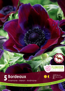 Anemone - Bordeaux