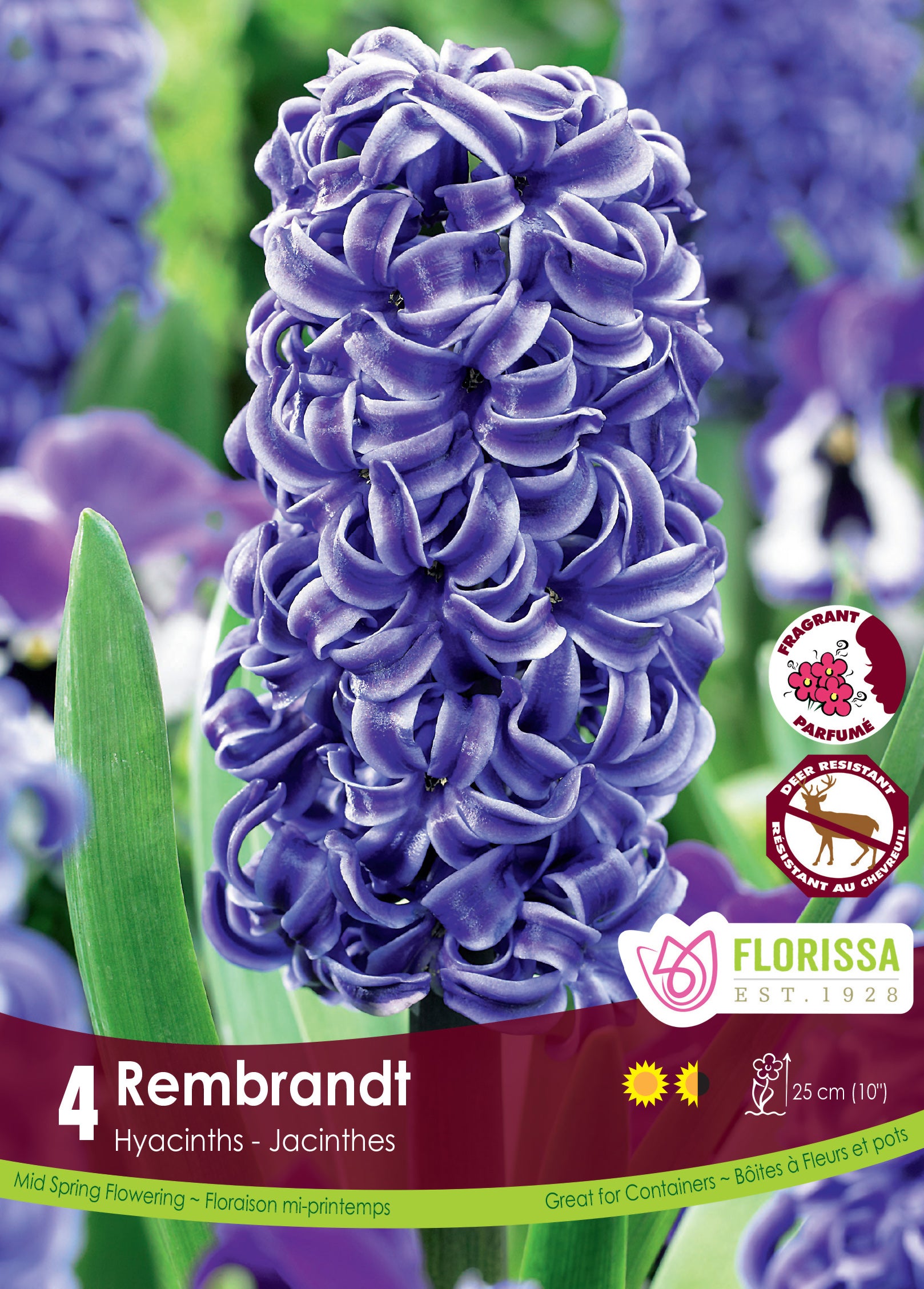 Hyacinth - Rembrandt
