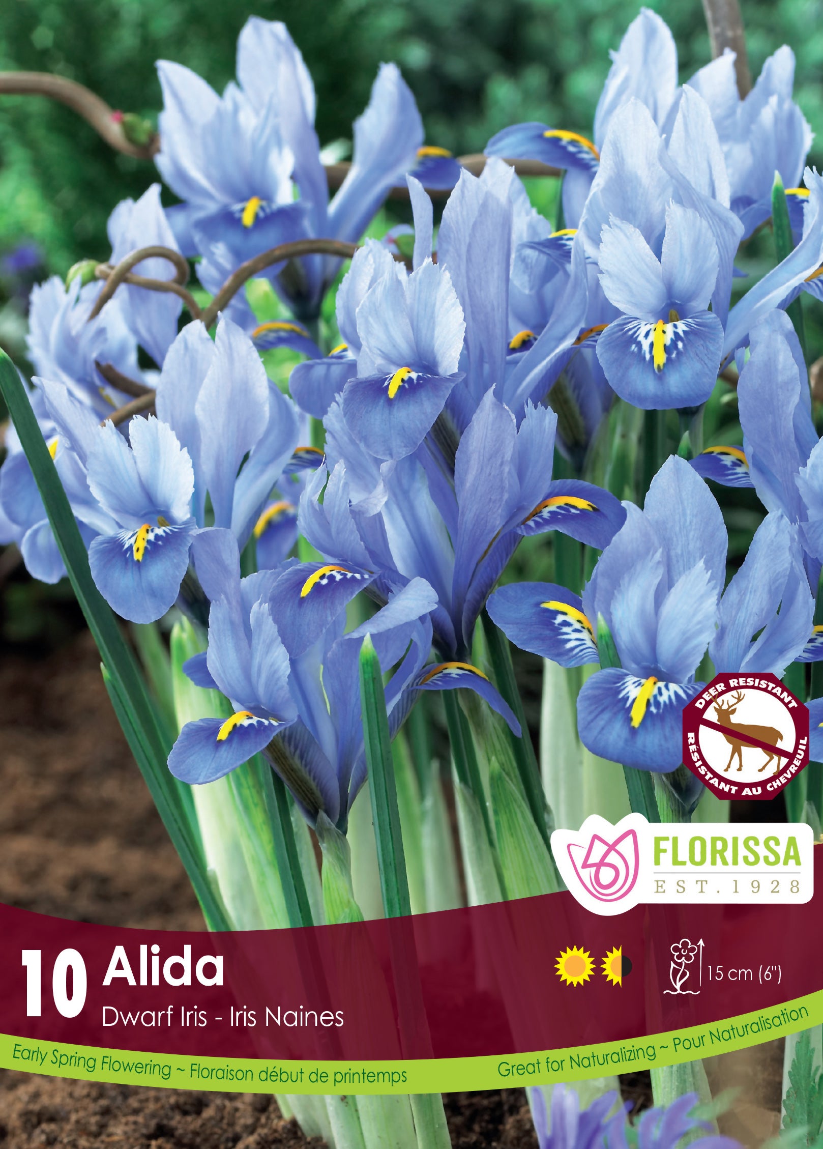 Iris - Alida