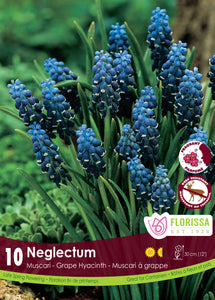 Muscari - Neglectum