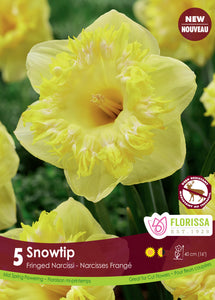 Daffodile - Snowtip