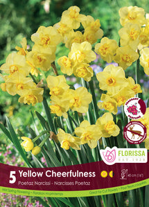 Daffodile - Yellow Cheerfulness