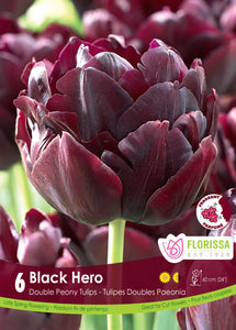 Tulip Double Peony - Black Hero