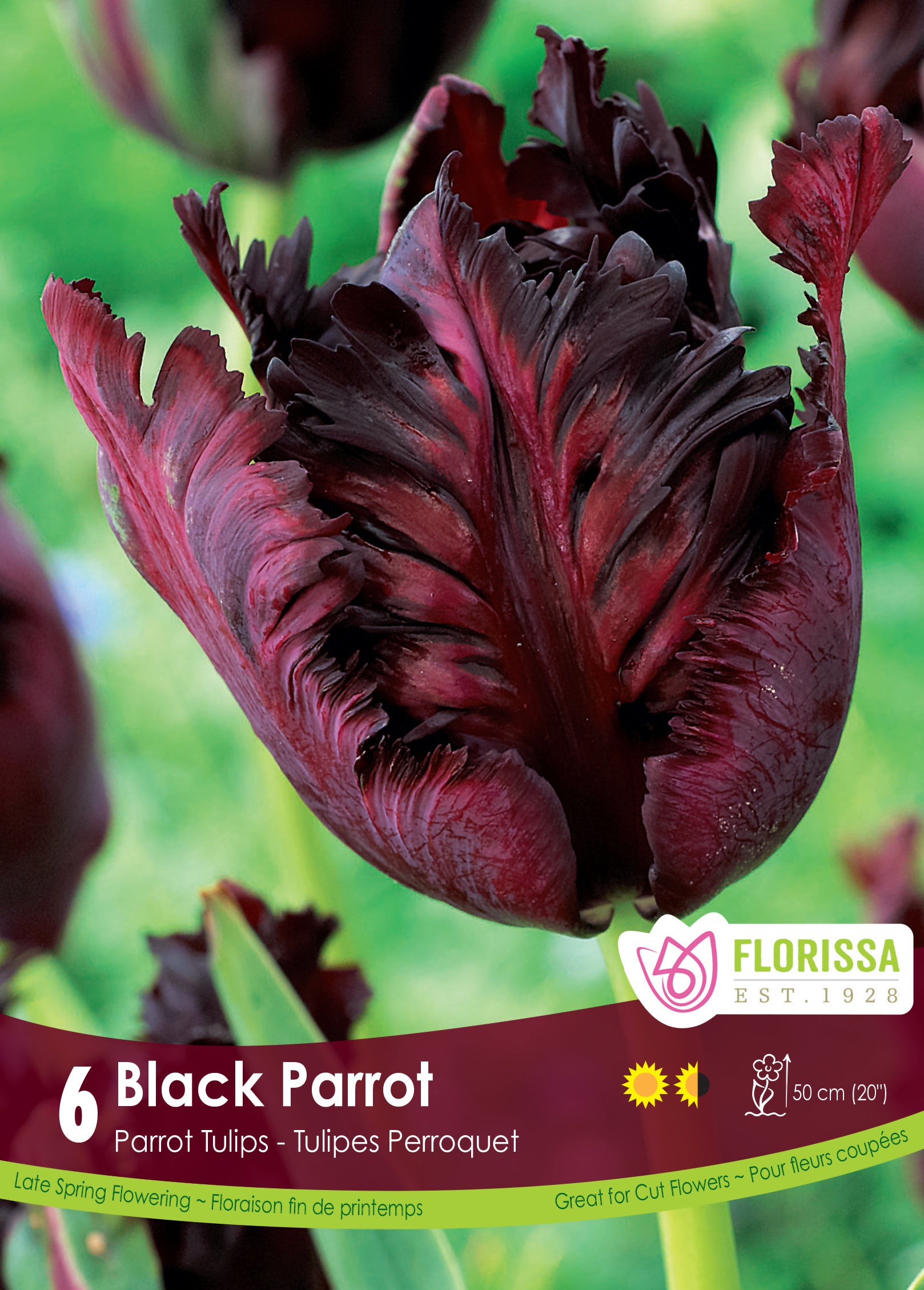 Tulip Parrot - Black