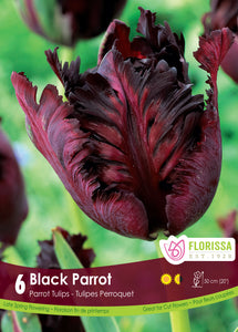 Tulip Parrot - Black