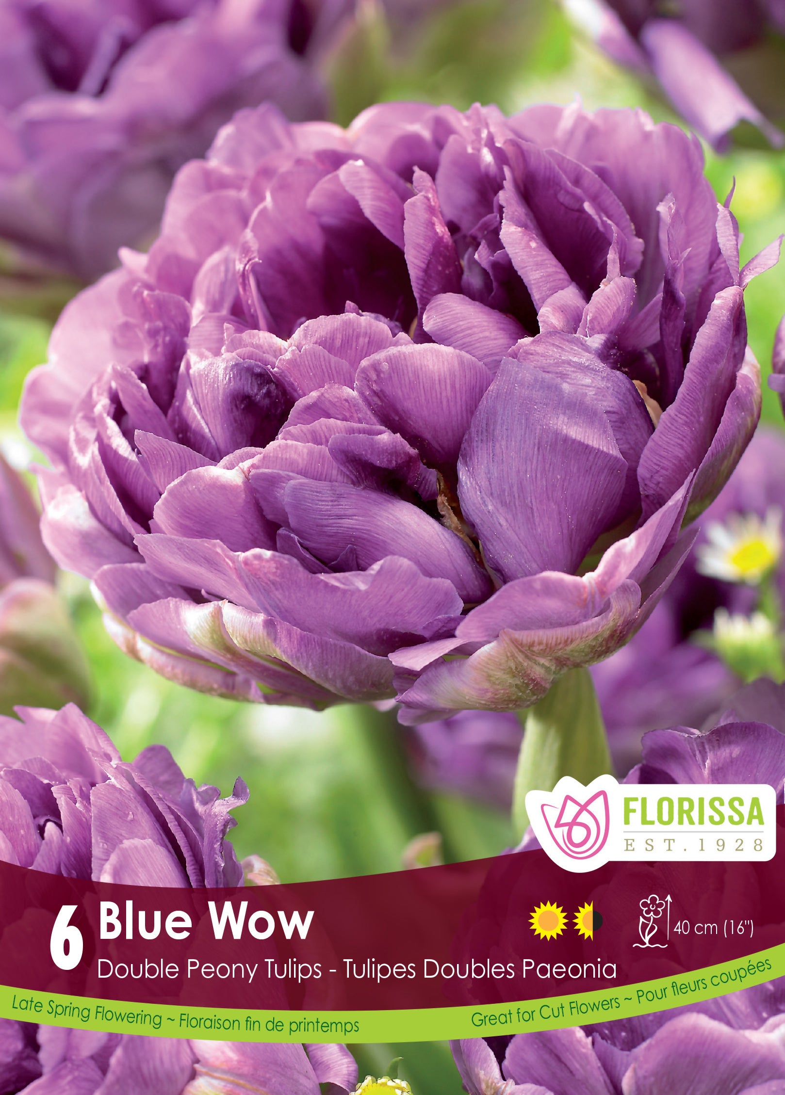 Tulip Double Peony - Blue Wow