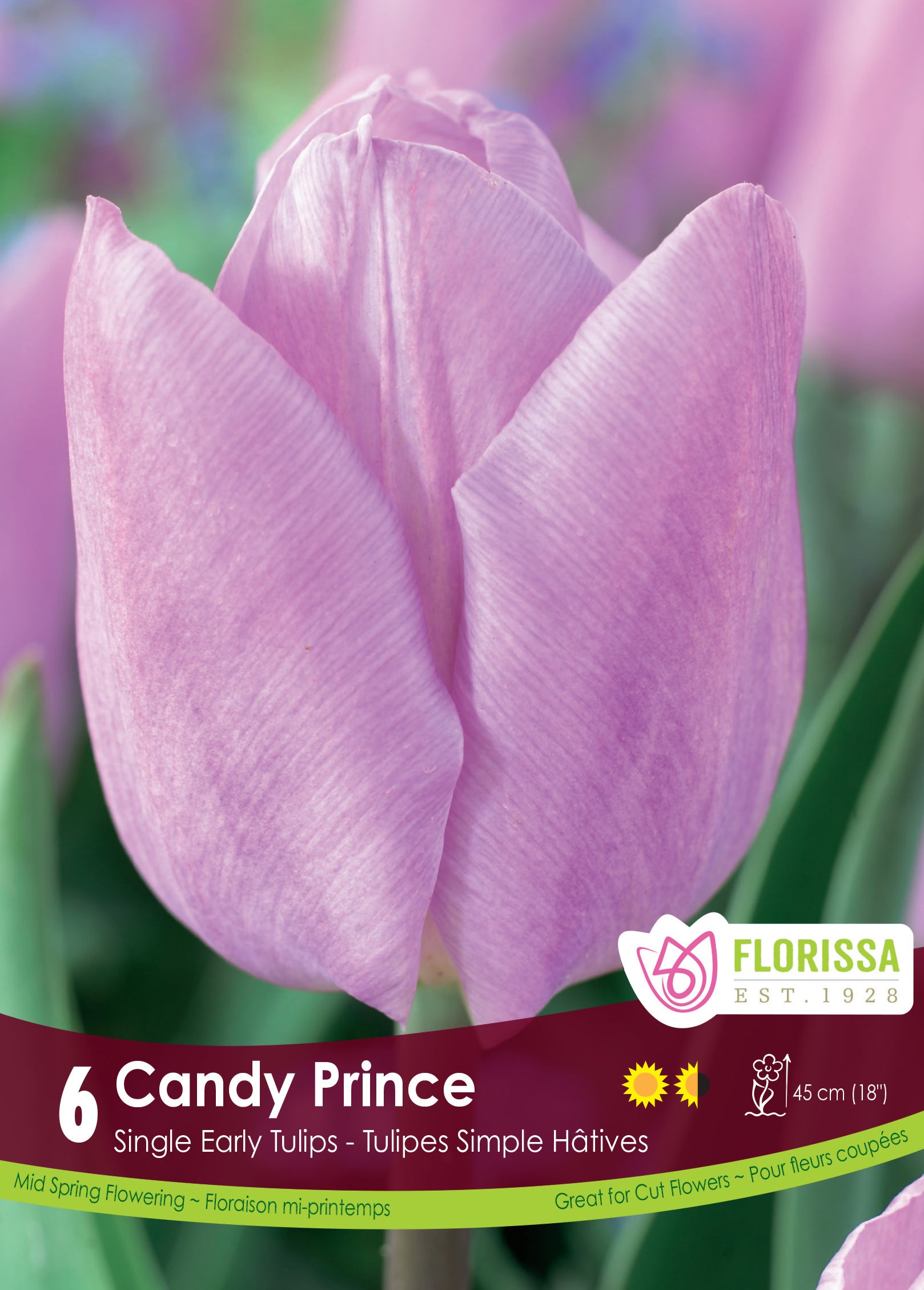 Tulip Single Early - Candy Prince