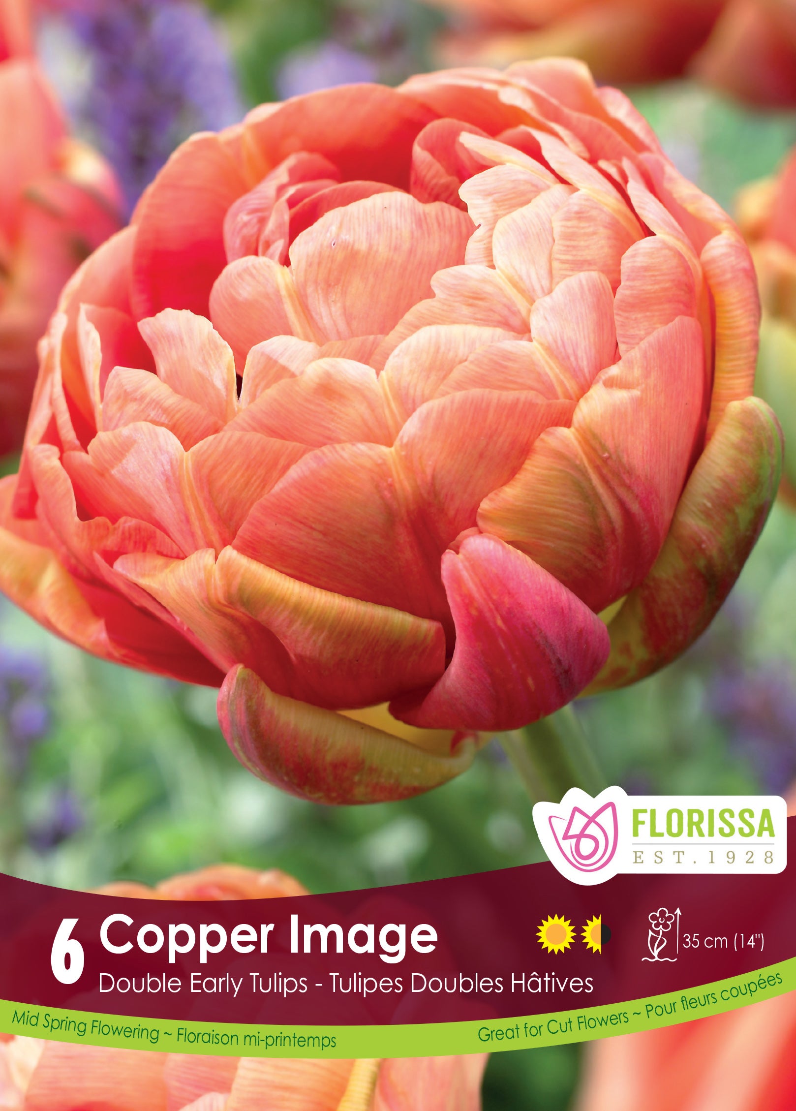 Tulip Double Early - Copper Image