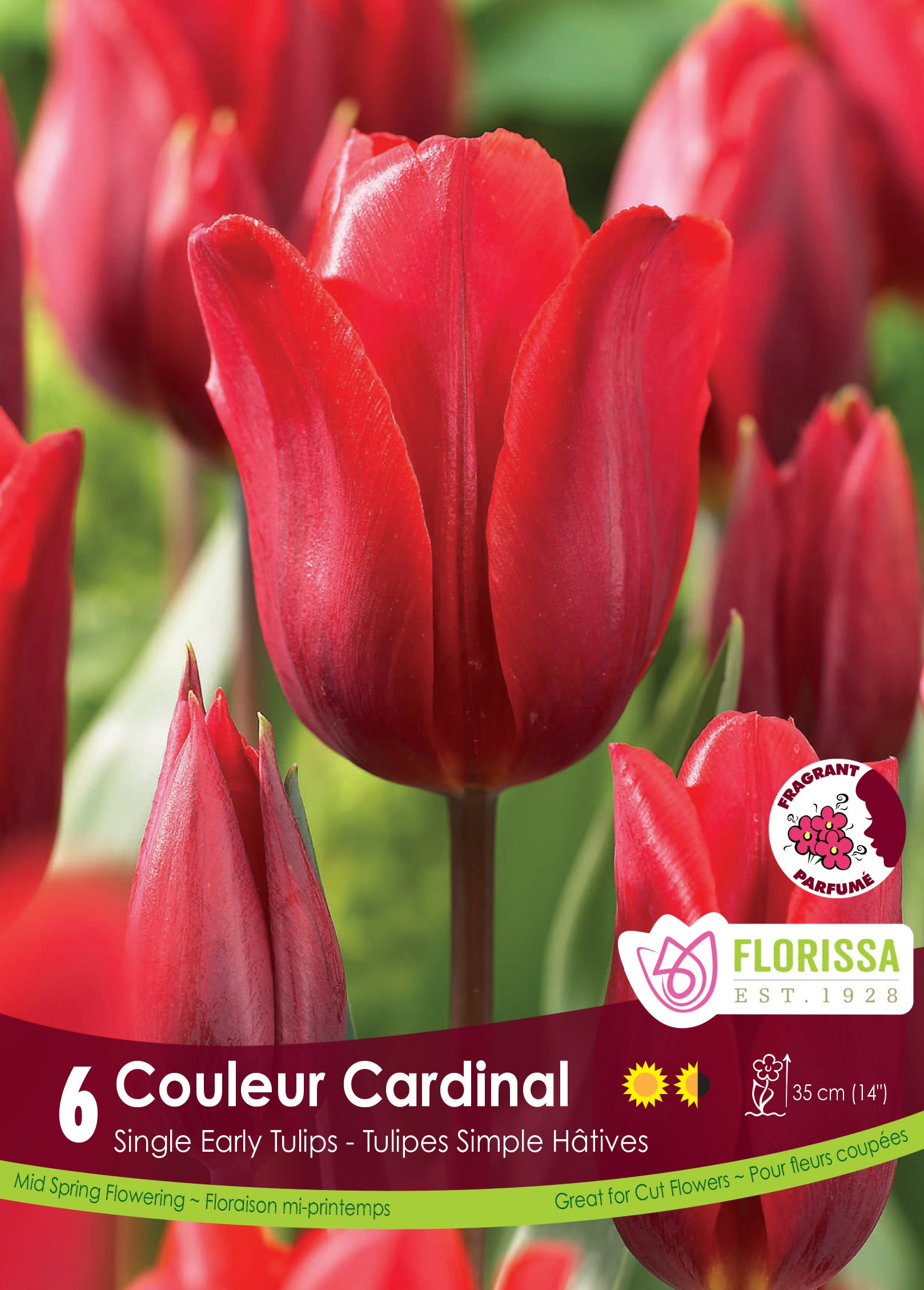 Tulip Single Early - Couleur Cardinal