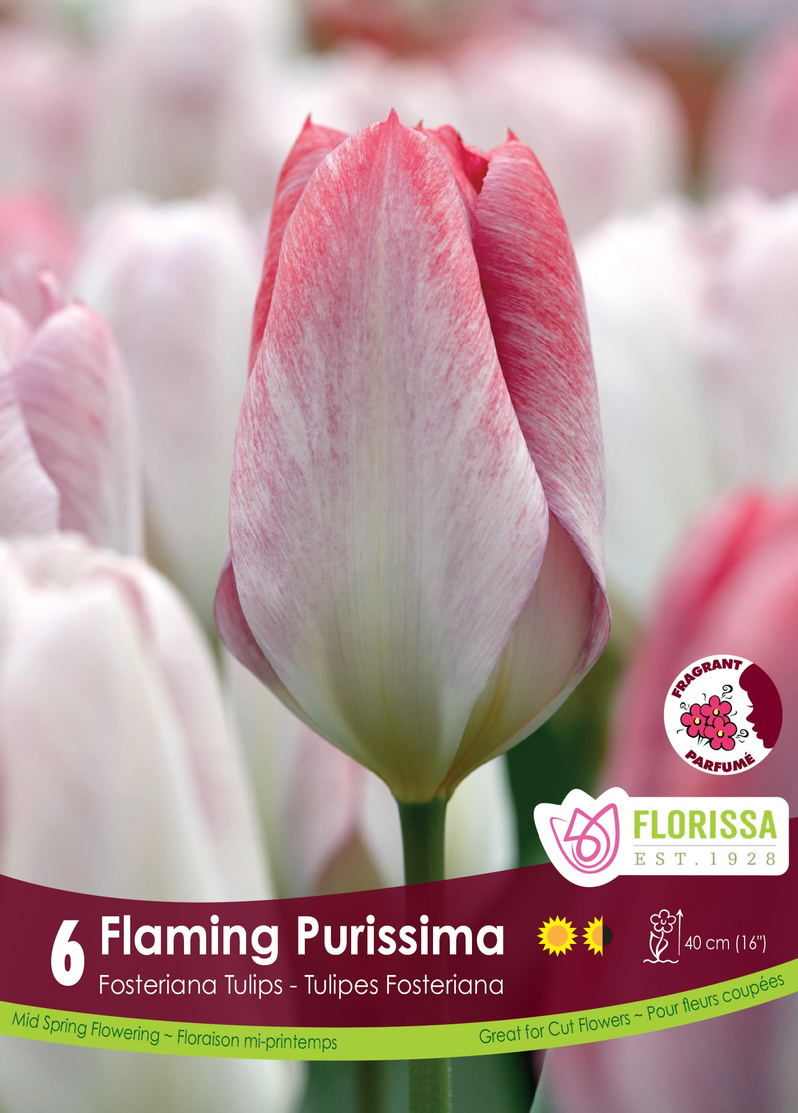 Tulip Fosteriana - Flaming Purissima