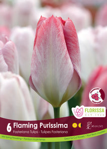 Tulip Fosteriana - Flaming Purissima