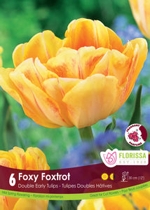 Tulip Double Early - Foxy Foxtrot