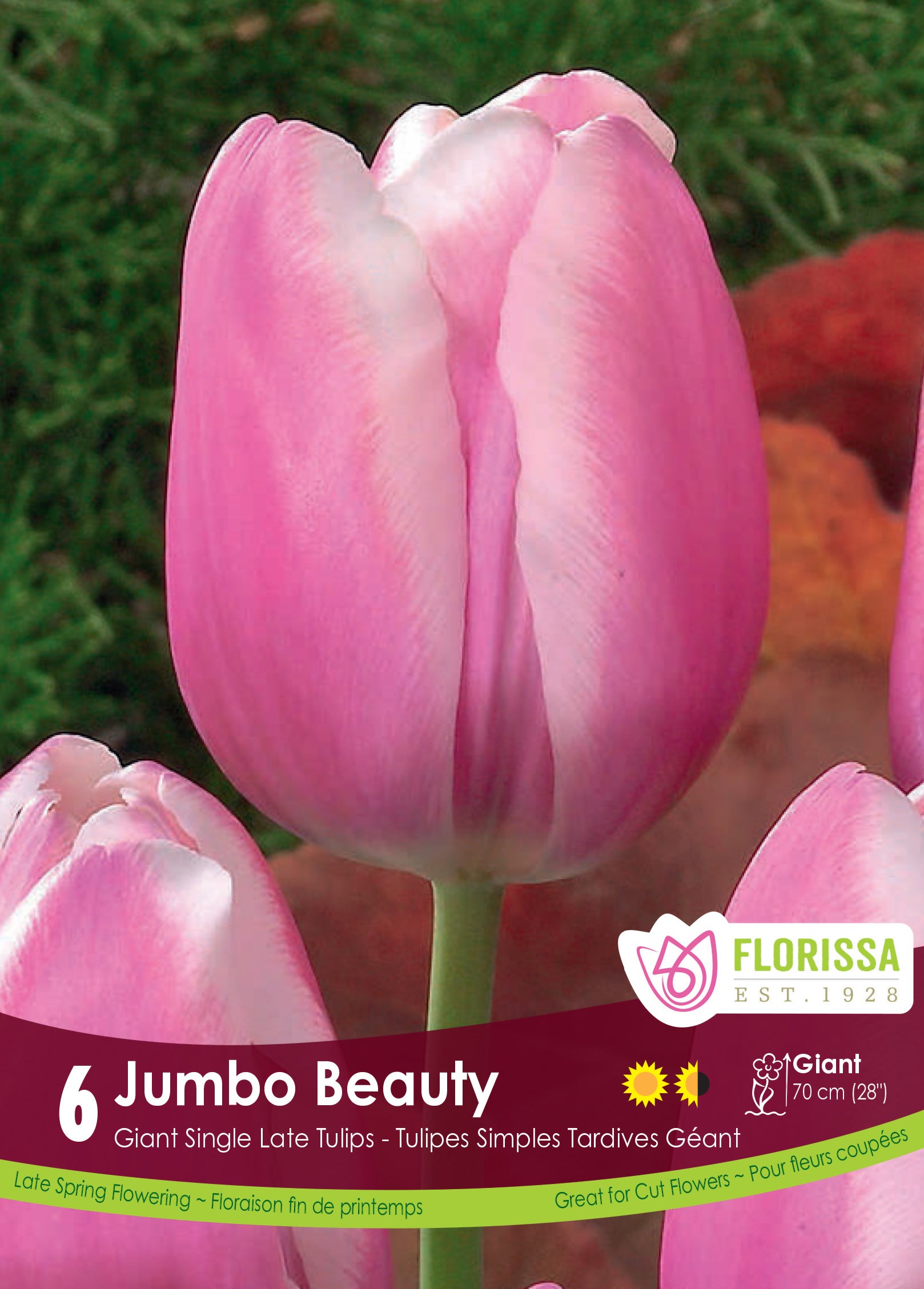 Tulip Giant - Jumbo Beauty