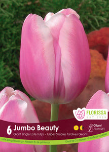 Tulip Giant - Jumbo Beauty