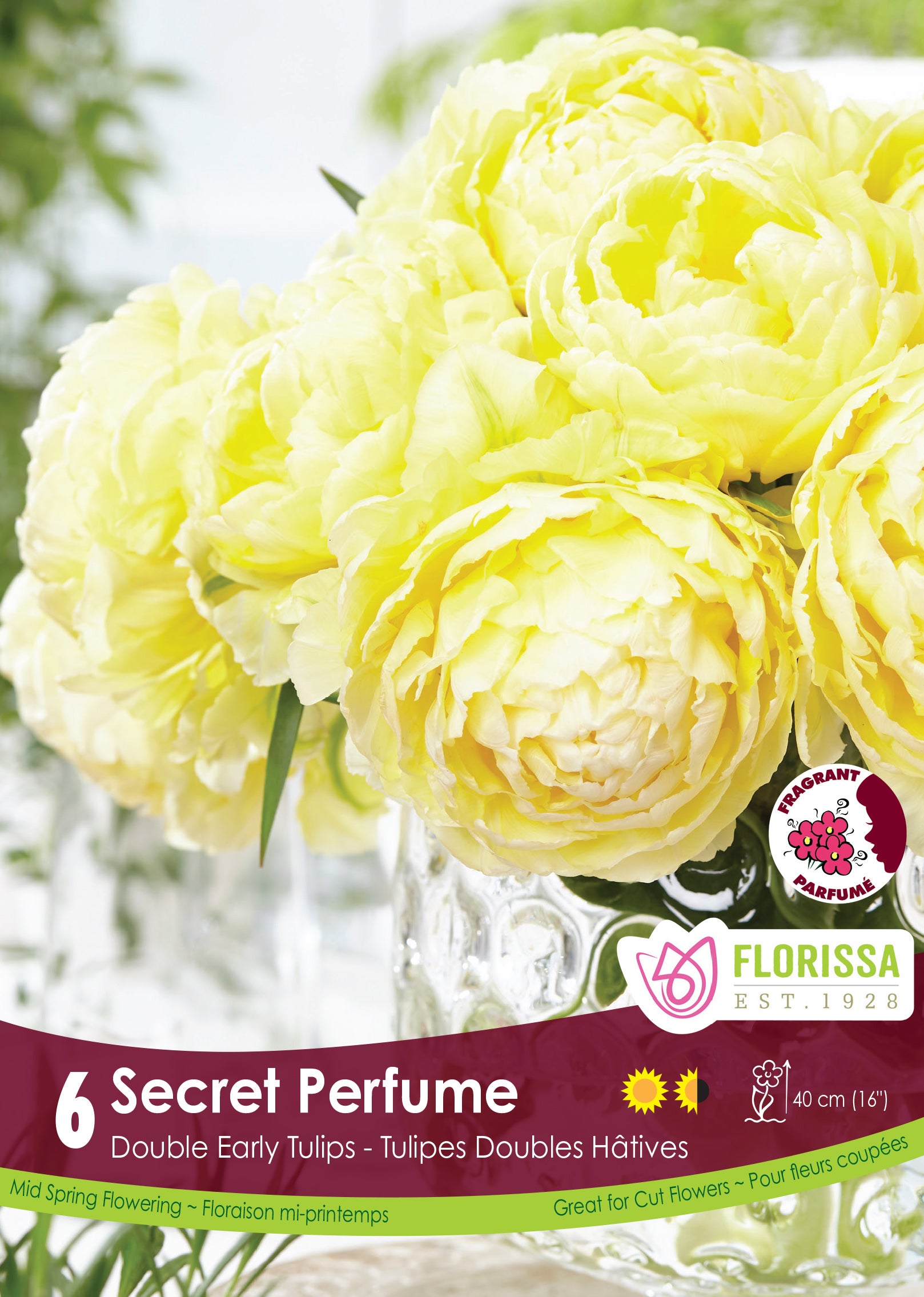 Tulip Double Early - Secret Perfume