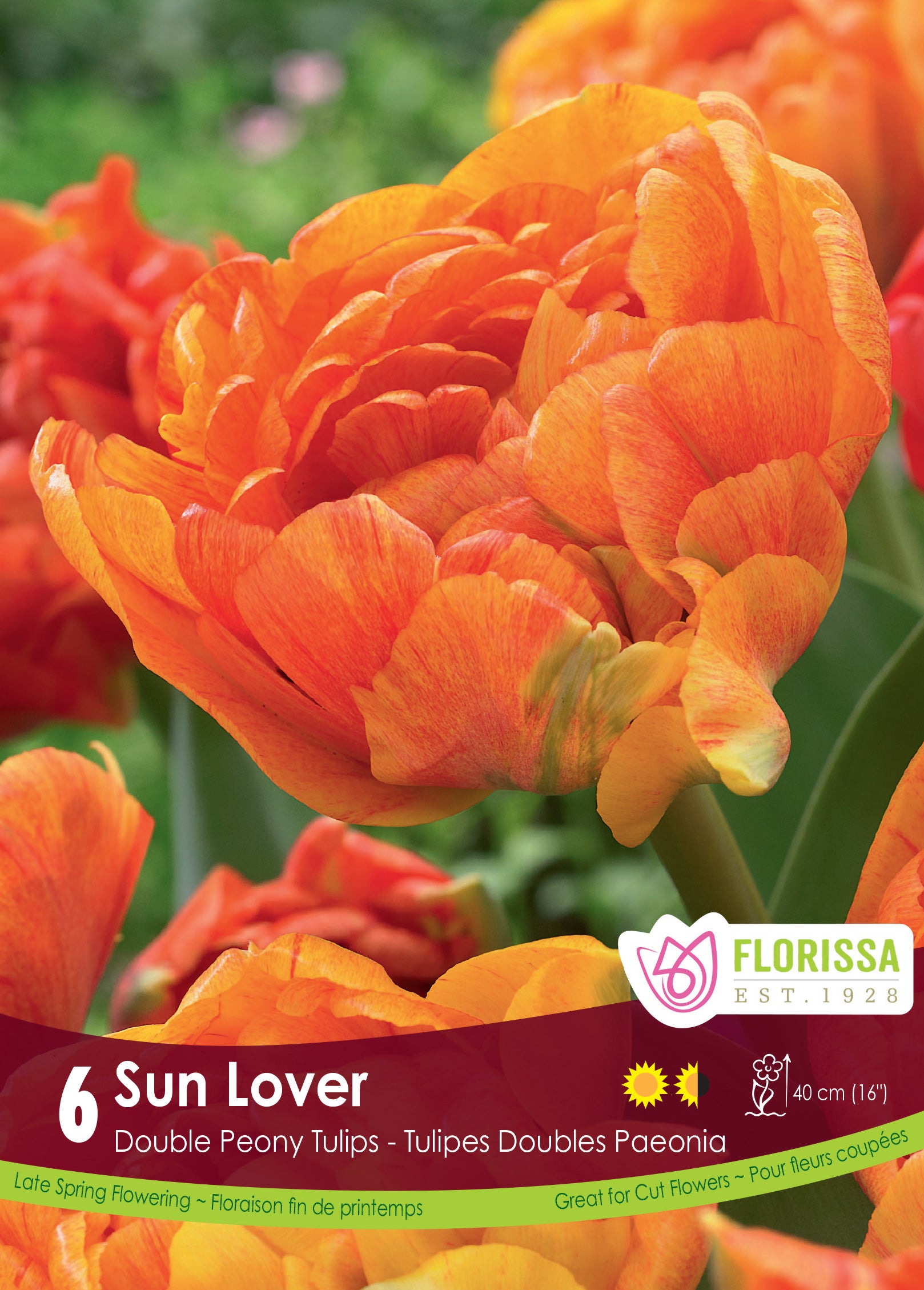 Tulip Double Peony - Sun Lover