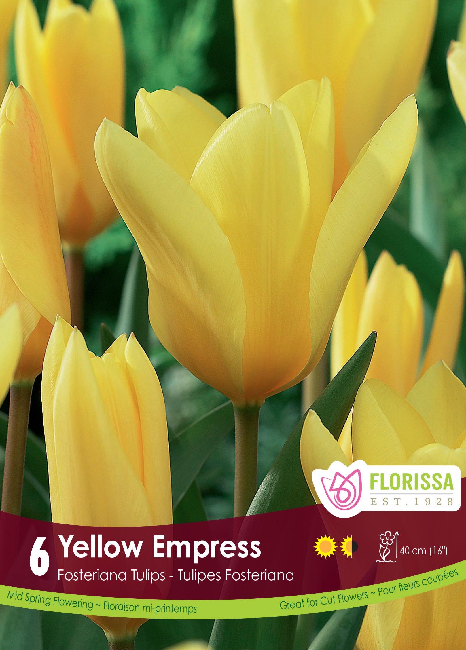 Tulip Fosteriana - Yellow Emperor