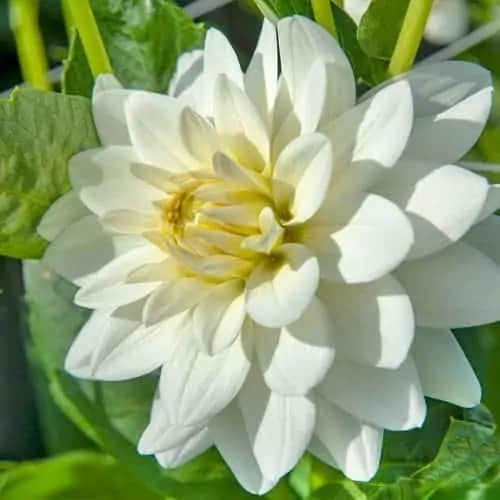 Dahlia - Karma Maarten Zwaan