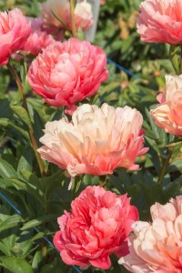 Peony - Lorelei