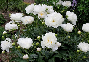 Peony - Miss America