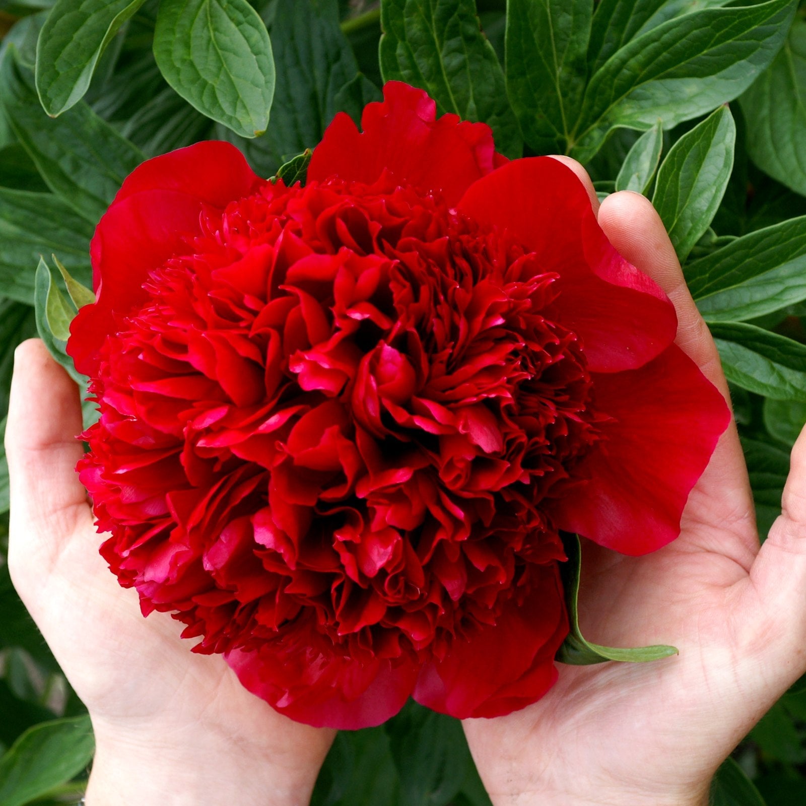 Peony - Red Charm
