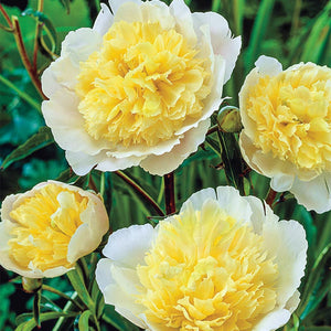 Peony - Primevere