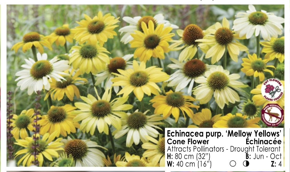Echinacea - Mellow Yellow