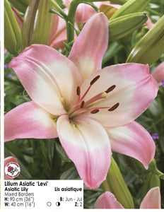 Lily - Asiatic "Levi"
