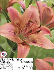 Lily - Asiatic "Tinilco"