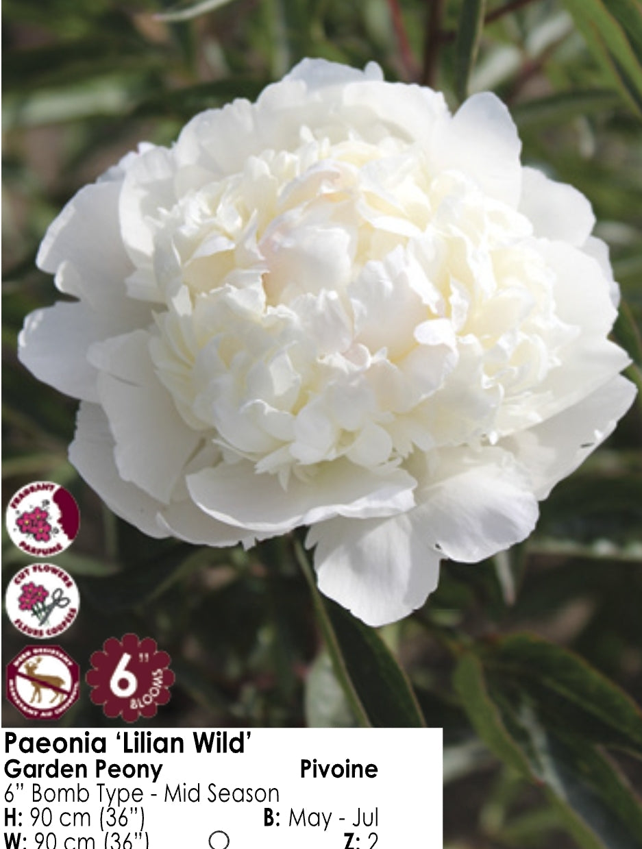 Peony - Lilian Wild