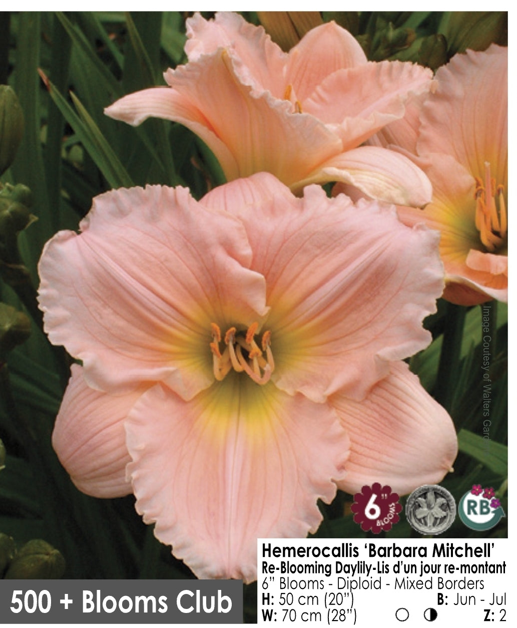 Daylily - Barbara Mitchell