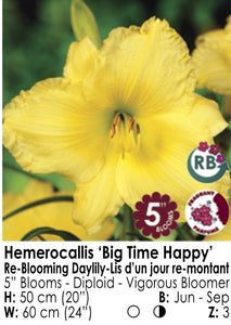 Daylily - Big Time Happy