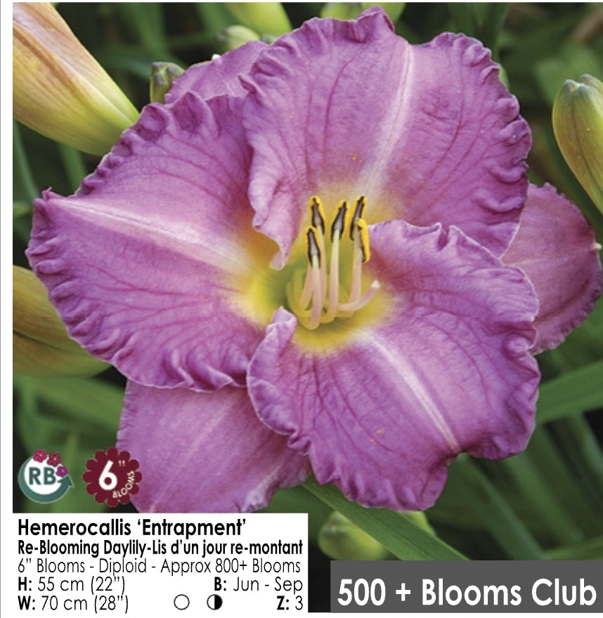 Daylily - Entrapment