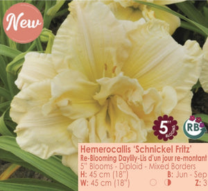 Daylily - Schnickle Fritz