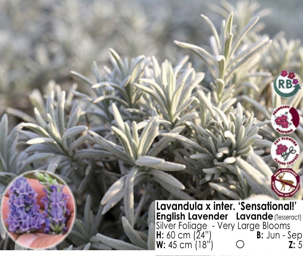 Lavender - Sensational