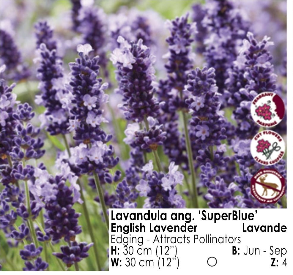 Lavender - SuperBlue