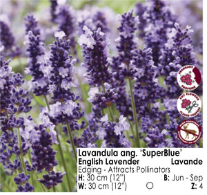 Lavender - SuperBlue