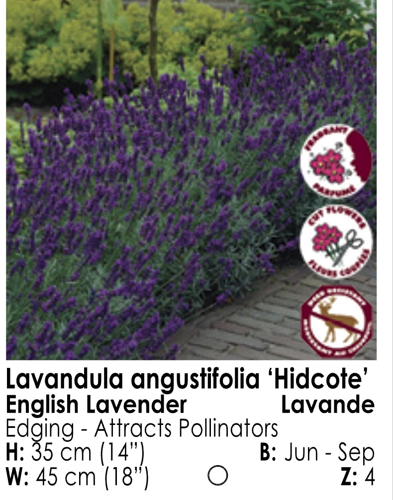 Lavender - Hidcote