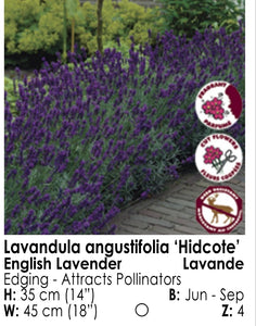 Lavender - Hidcote