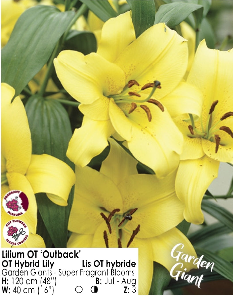Lily - OT Hybrid "Outback"