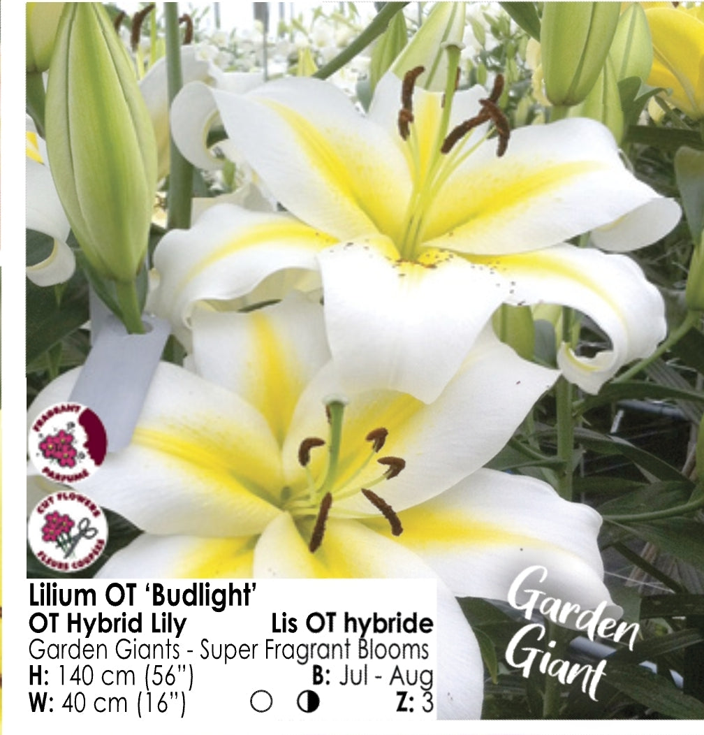 Lily - Tree Lily "Budlight"
