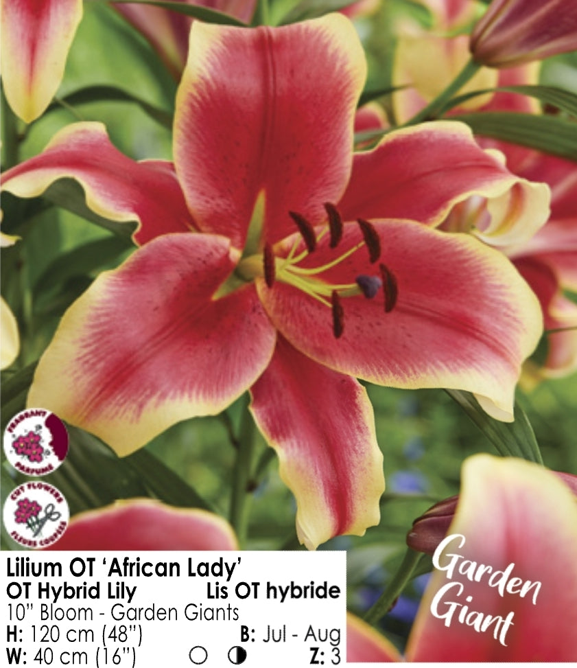 Lily - tree lily "African Lady"