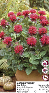 Monarda - Fireball