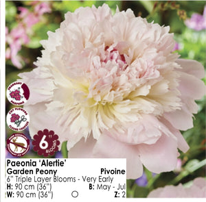Peony - Alertie