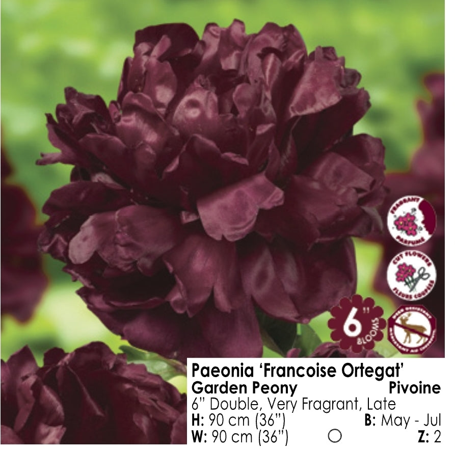 Peony - Francoise Ortegat