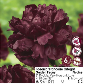 Peony - Francoise Ortegat