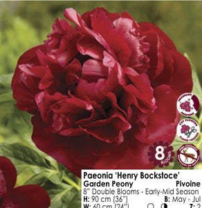 Peony - Henry Bockstoce