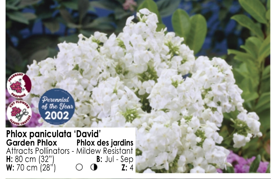 Phlox - David