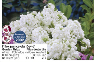 Phlox - David