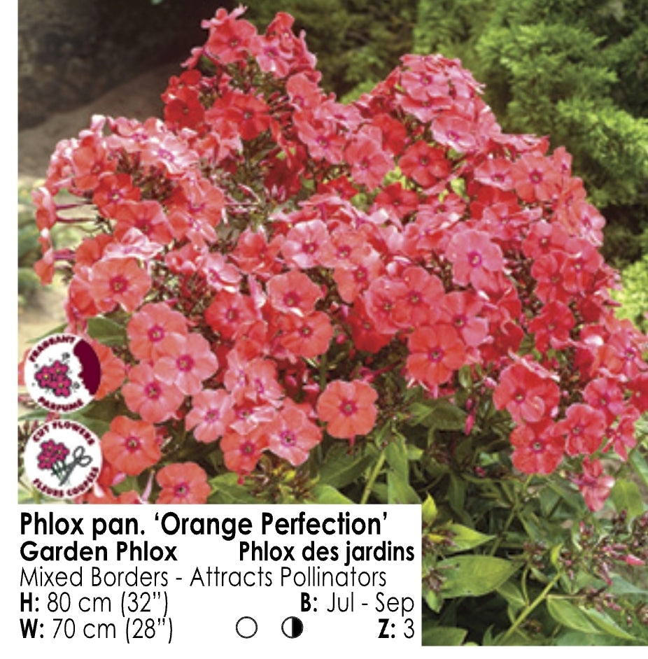 Phlox - Orange Perfection